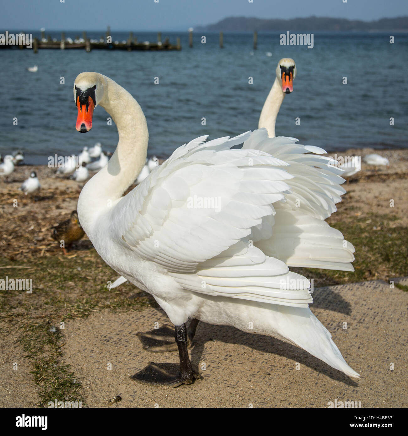 Cisnes en el lago Schwerin Foto de stock