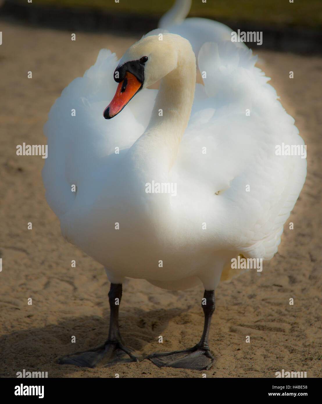 El Cisne en el lago Schwerin Foto de stock