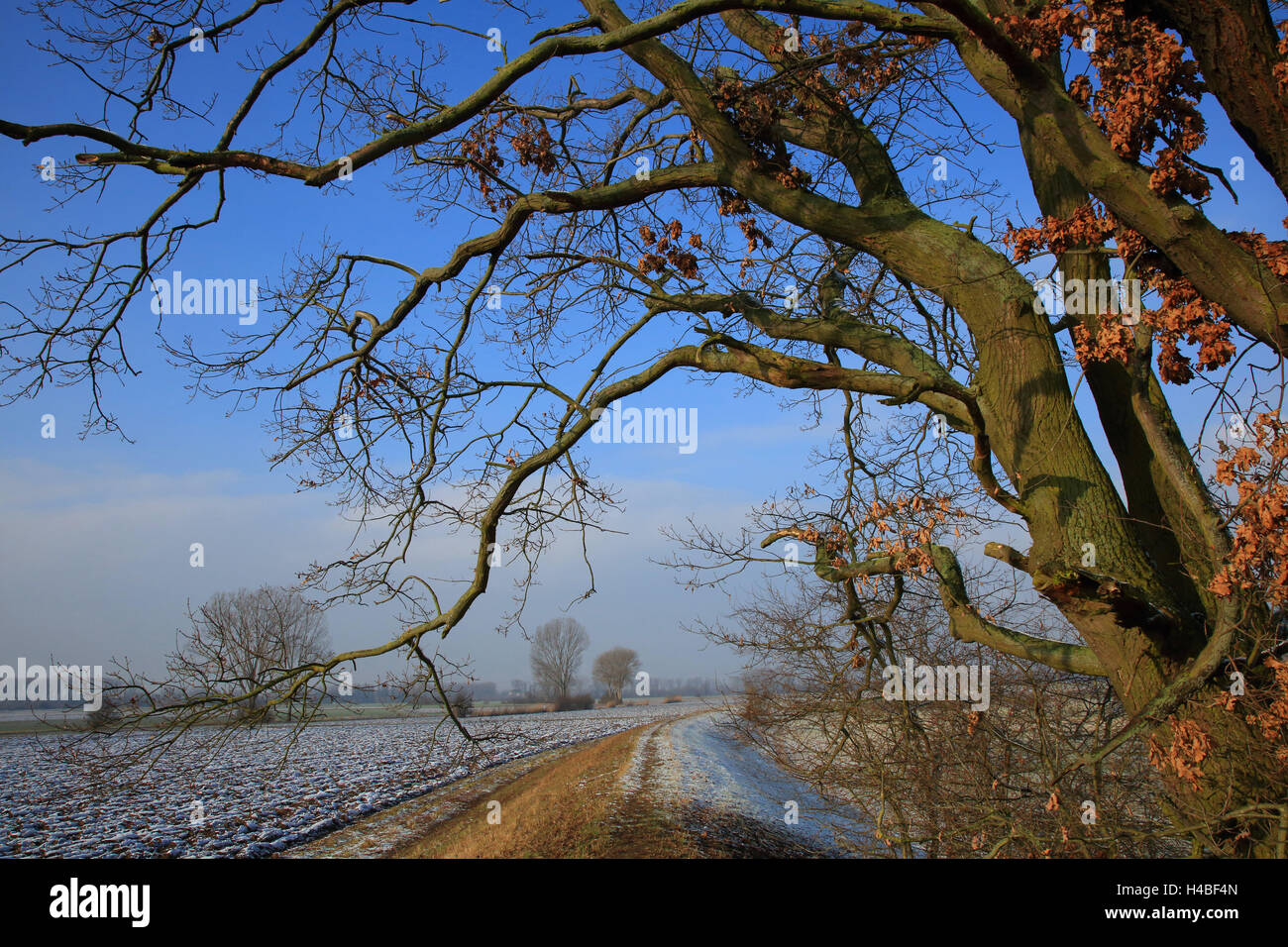 Inglés en invierno de roble Quercus robur Foto de stock