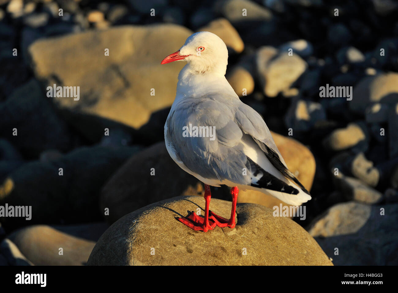 Seagull en piedra, Half Moon Bay, Canterbury, Isla del Sur, Nueva Zelanda Foto de stock