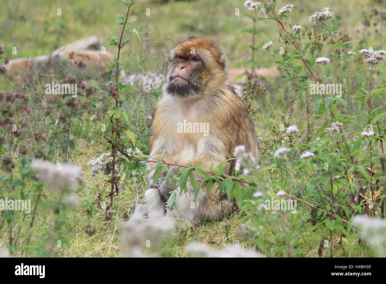 Los bereberes mono con animal joven, Foto de stock