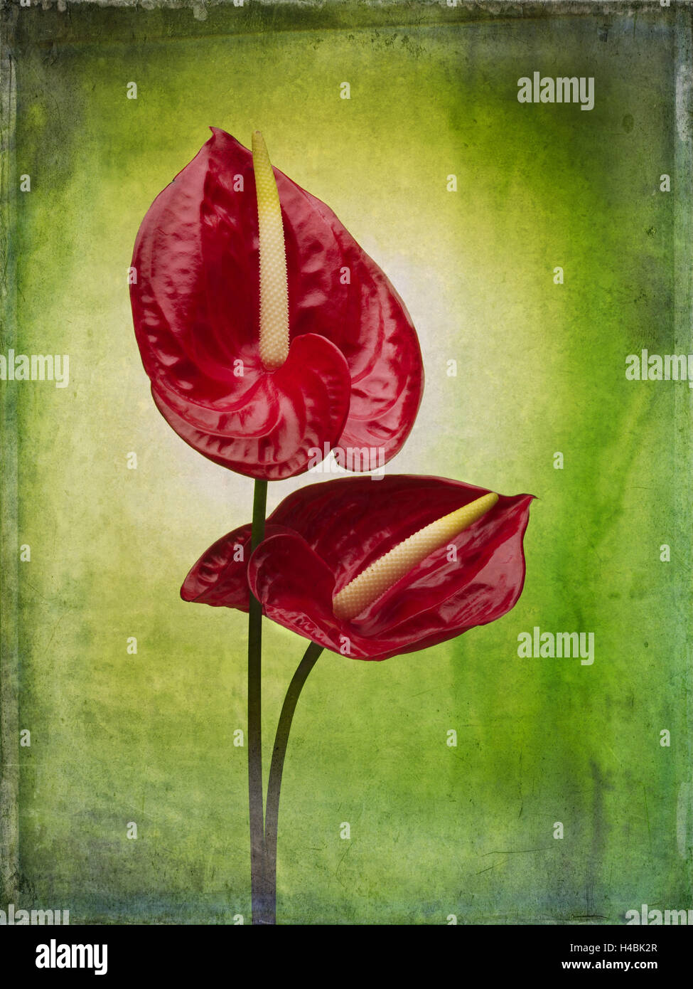 El Anturio, la flor, flores, bodegones, rojo, verde Fotografía de stock -  Alamy