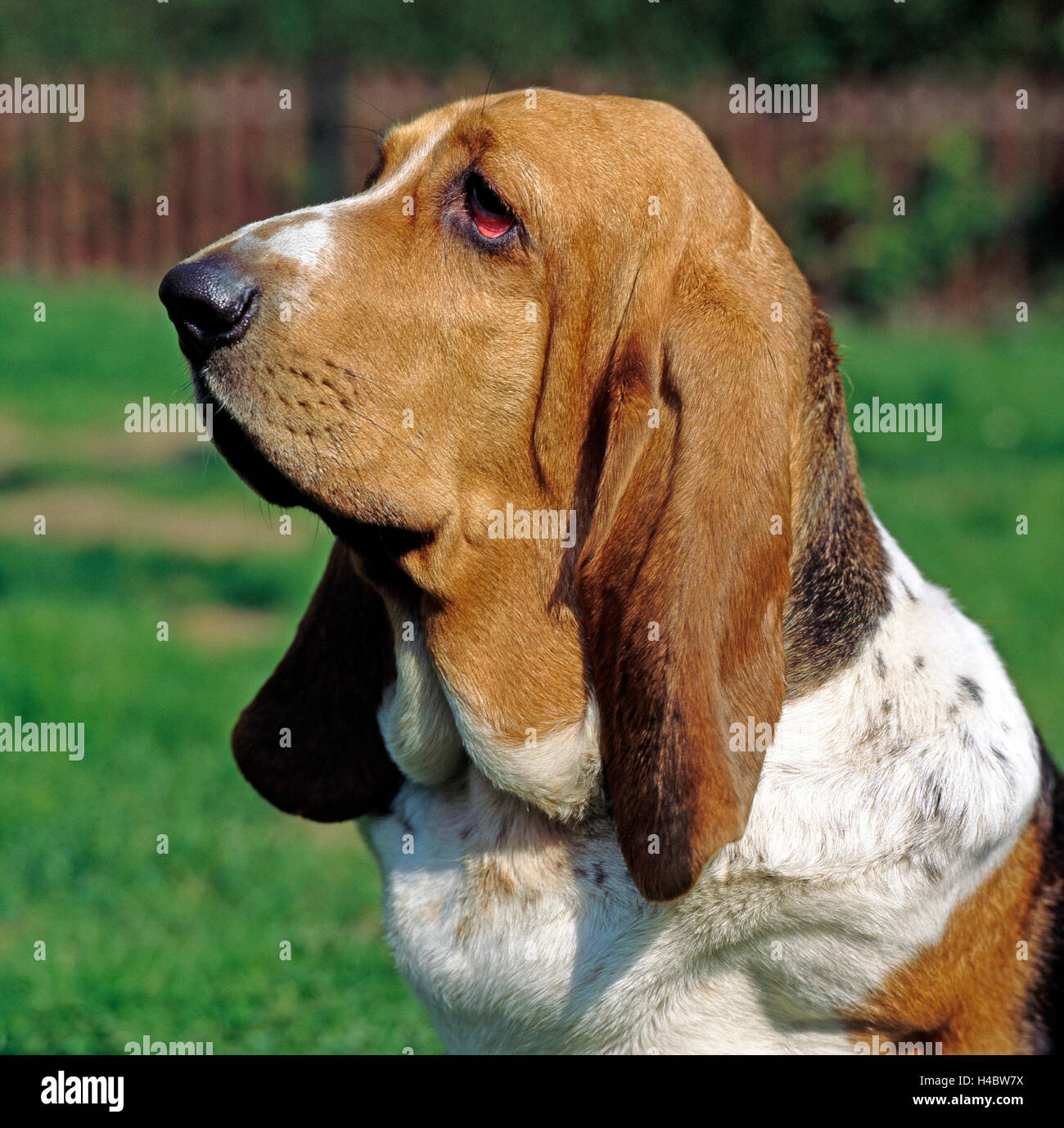 Basset Hound, patas cortas francés hound con grandes orejas, retrato, Foto de stock