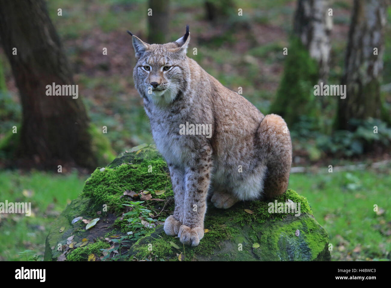 El lince europeo, Felis lynx lynx Foto de stock