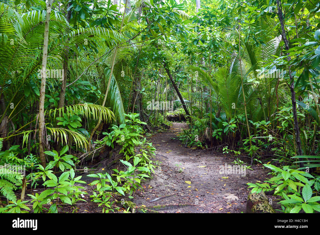 Ruta del bosque a través de la vegetación tropical, Carp Island, República de Palau, Micronesia, Océano Pacífico Foto de stock