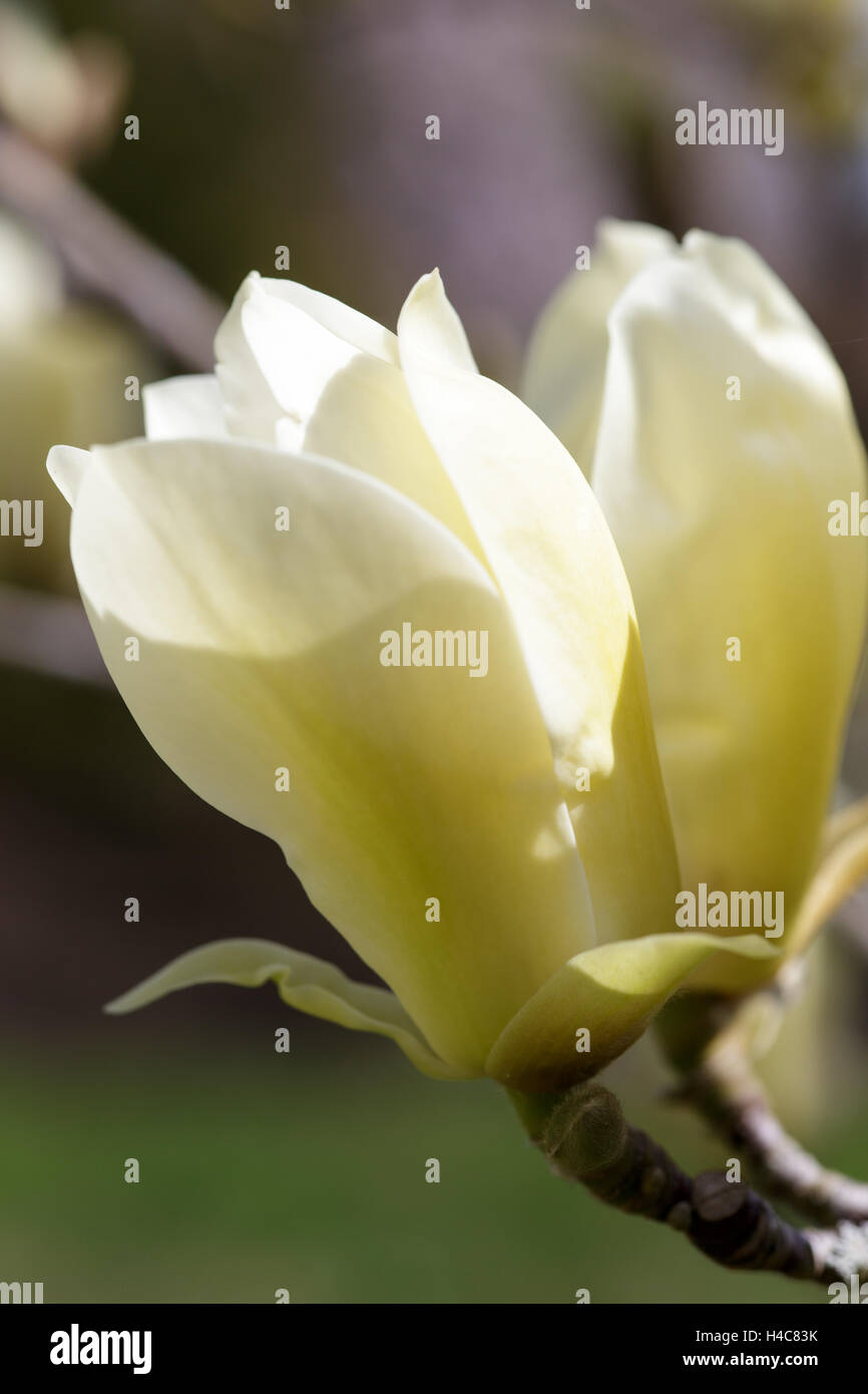 Magnolia 'Fiebre Amarilla' Foto de stock