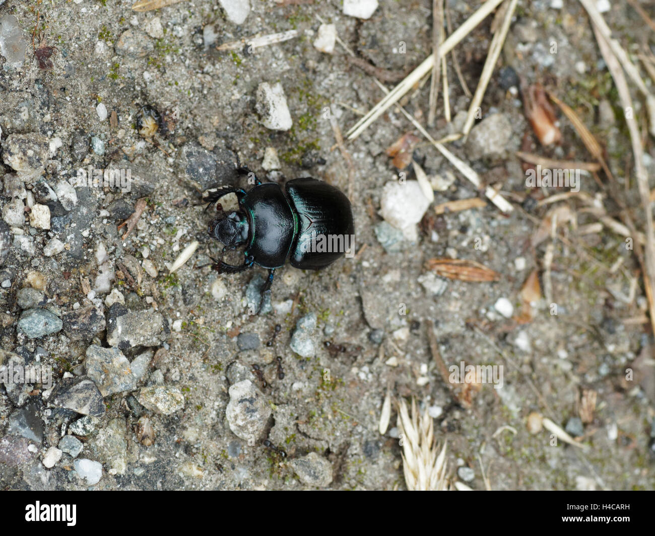 Anoplotrupes stercorosus, Geotrupes stercorosus, dor común escarabajo, Geotrup, Alpes, Francia Foto de stock