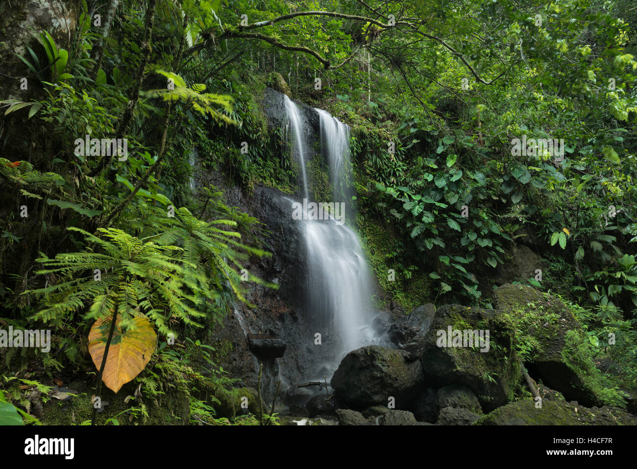 Guadalupe, Francia, el Caribe, isla, selva, cascada, Cascada des Trois Cornes, paisaje Foto de stock