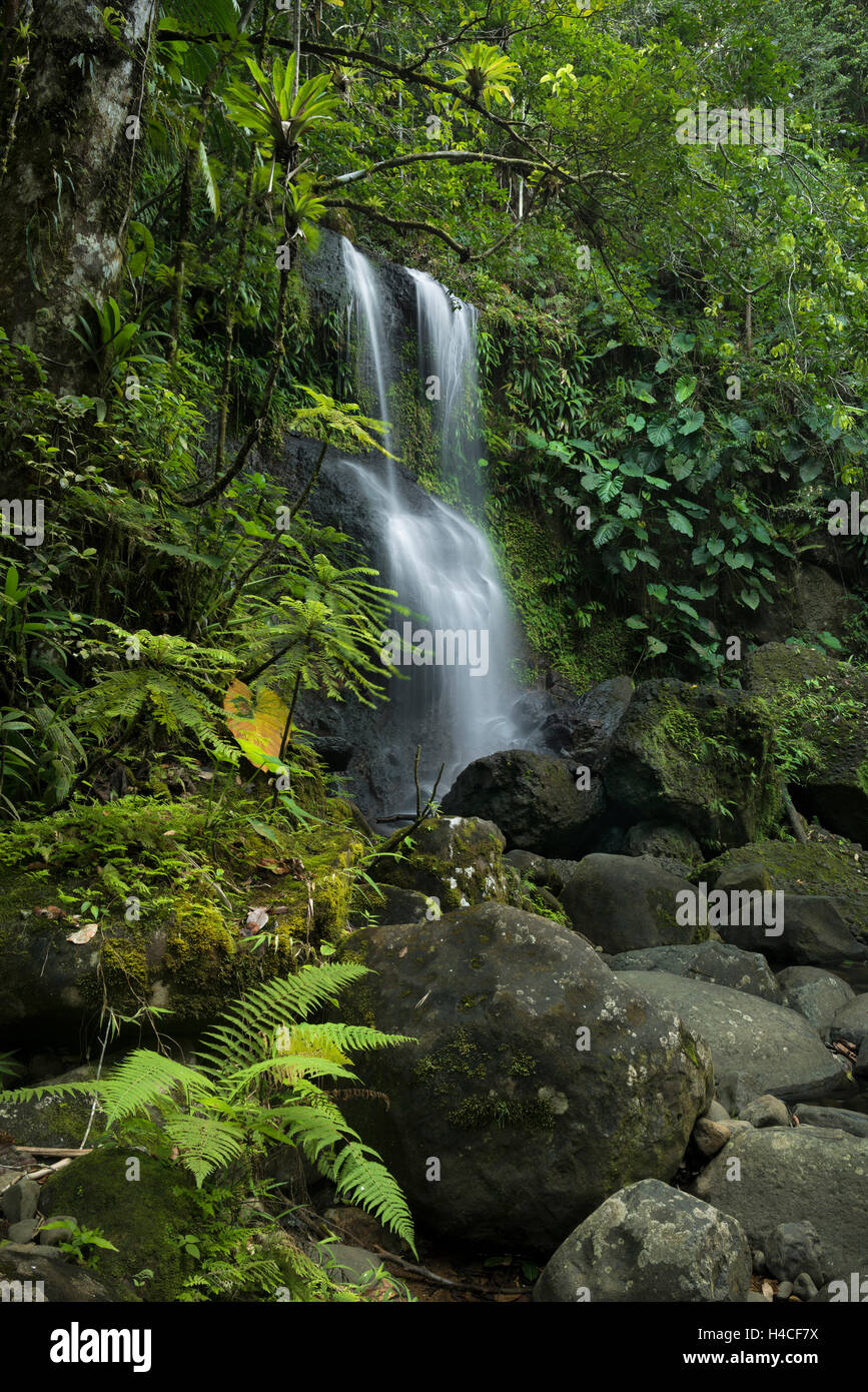 Guadalupe, Francia, el Caribe, isla, selva, cascada, Cascada des Trois Cornes, Foto de stock