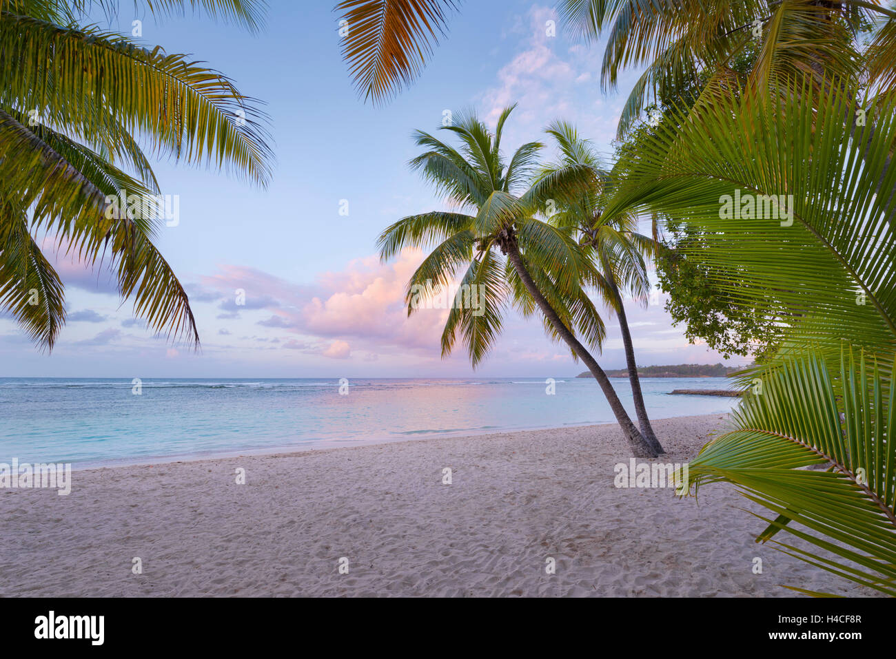 Guadalupe, el Caribe, Francia, playa, plagas, Caravelle, Anse, Pointe de l'Accul, palmeras, mar, amanecer Foto de stock