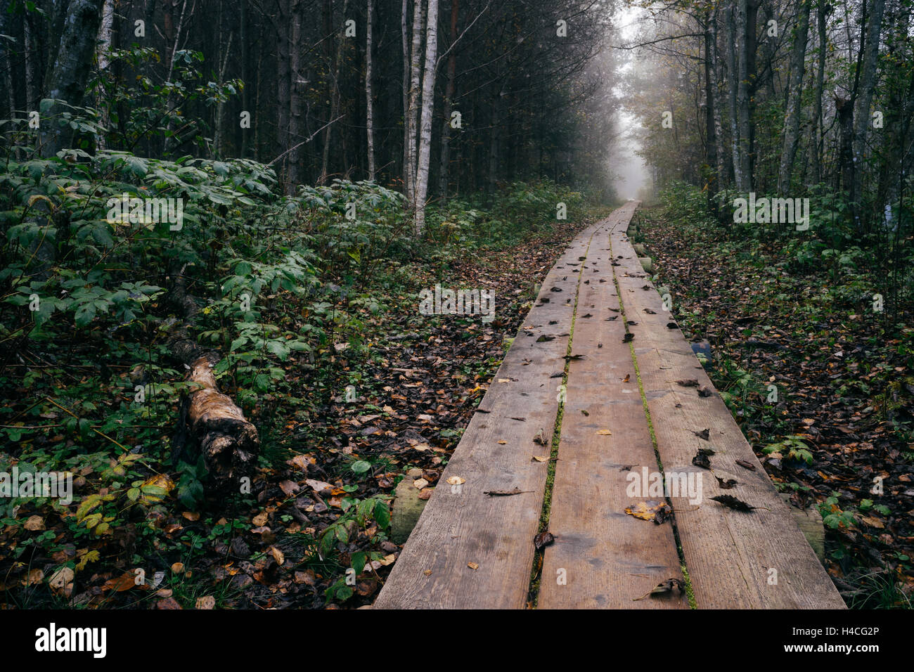 Camino a través de tablones de madera de finales de otoño bosque de niebla por la mañana Foto de stock