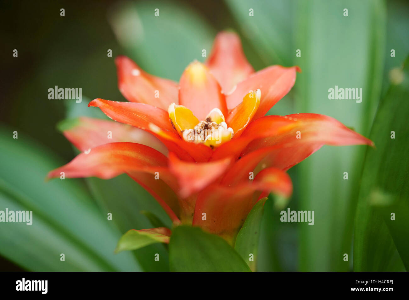 Vriesea, Vriesea splendens, flor, más cerca Fotografía de stock - Alamy