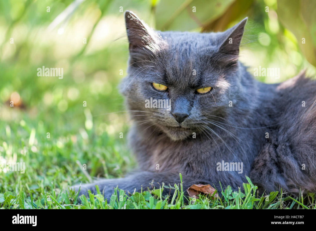 Gato Angora de color gris oscuro se encuentra en la hierba,  resplandeciente, ojos amarillos Fotografía de stock - Alamy