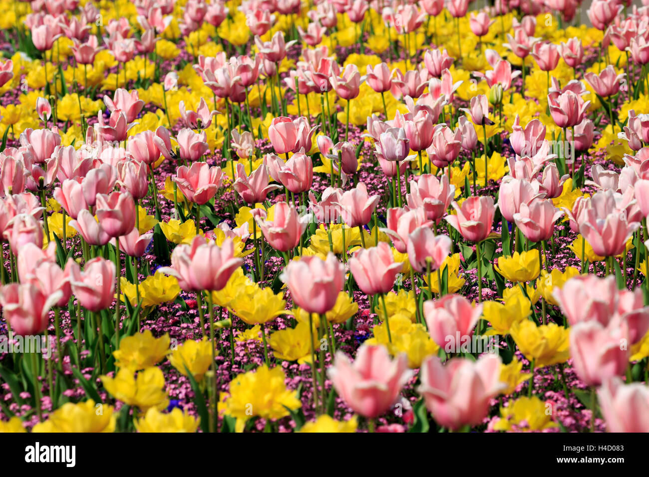Alemania, Baden-Wurttemberg, Mannheim, del parque Luisen, es blossominging tulipanes. Foto de stock