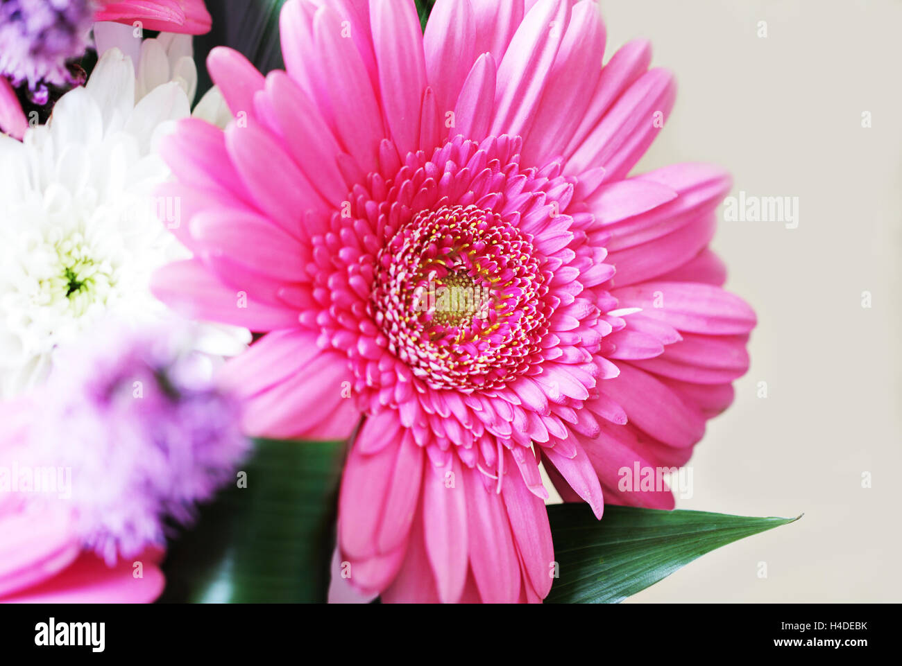 Flores blancas de gerbera fotografías e imágenes de alta resolución - Alamy
