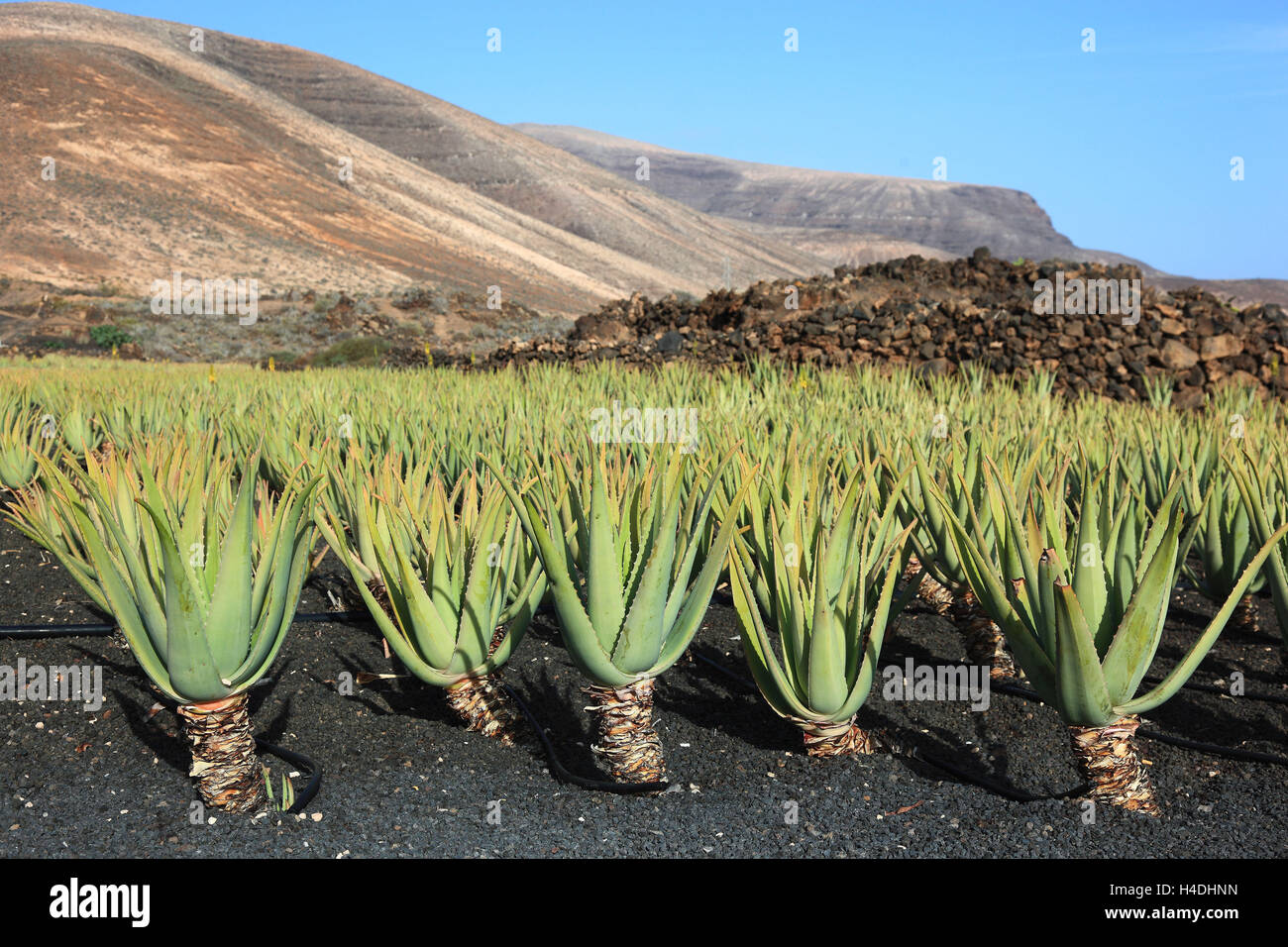 Aloe vera plantation at orzola fotografías e imágenes de alta resolución -  Alamy