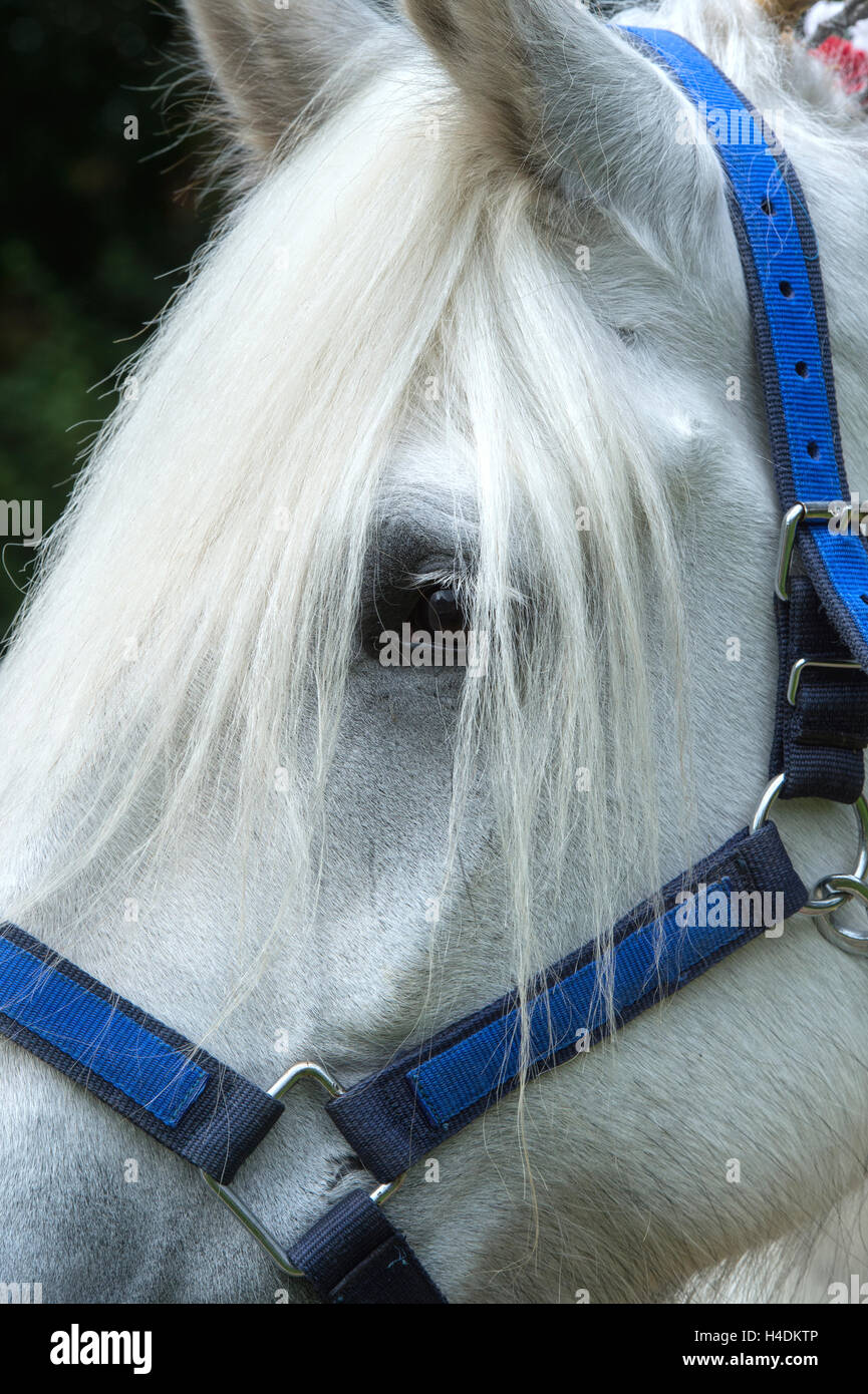 Cabeza de caballo percheron fotografías e imágenes de alta resolución -  Alamy