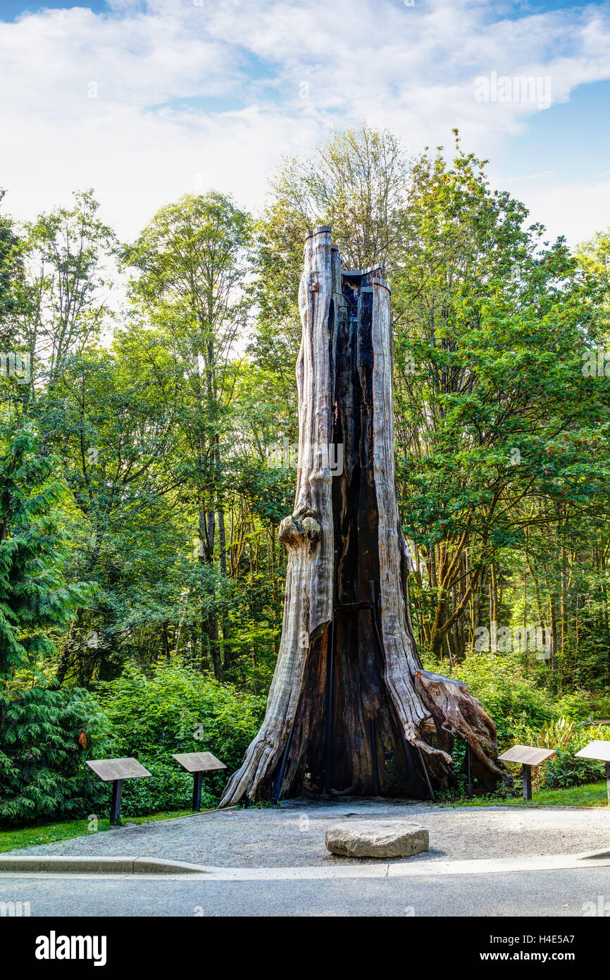El 800-año-viejo árbol hueco, un tronco de árbol de Cedro Rojo Occidental, es uno de los más famosos en el Stanley Park en Vancouver. Foto de stock