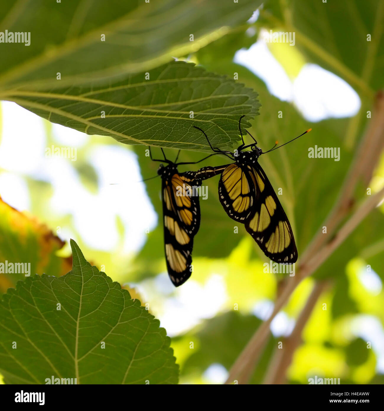My Image 3