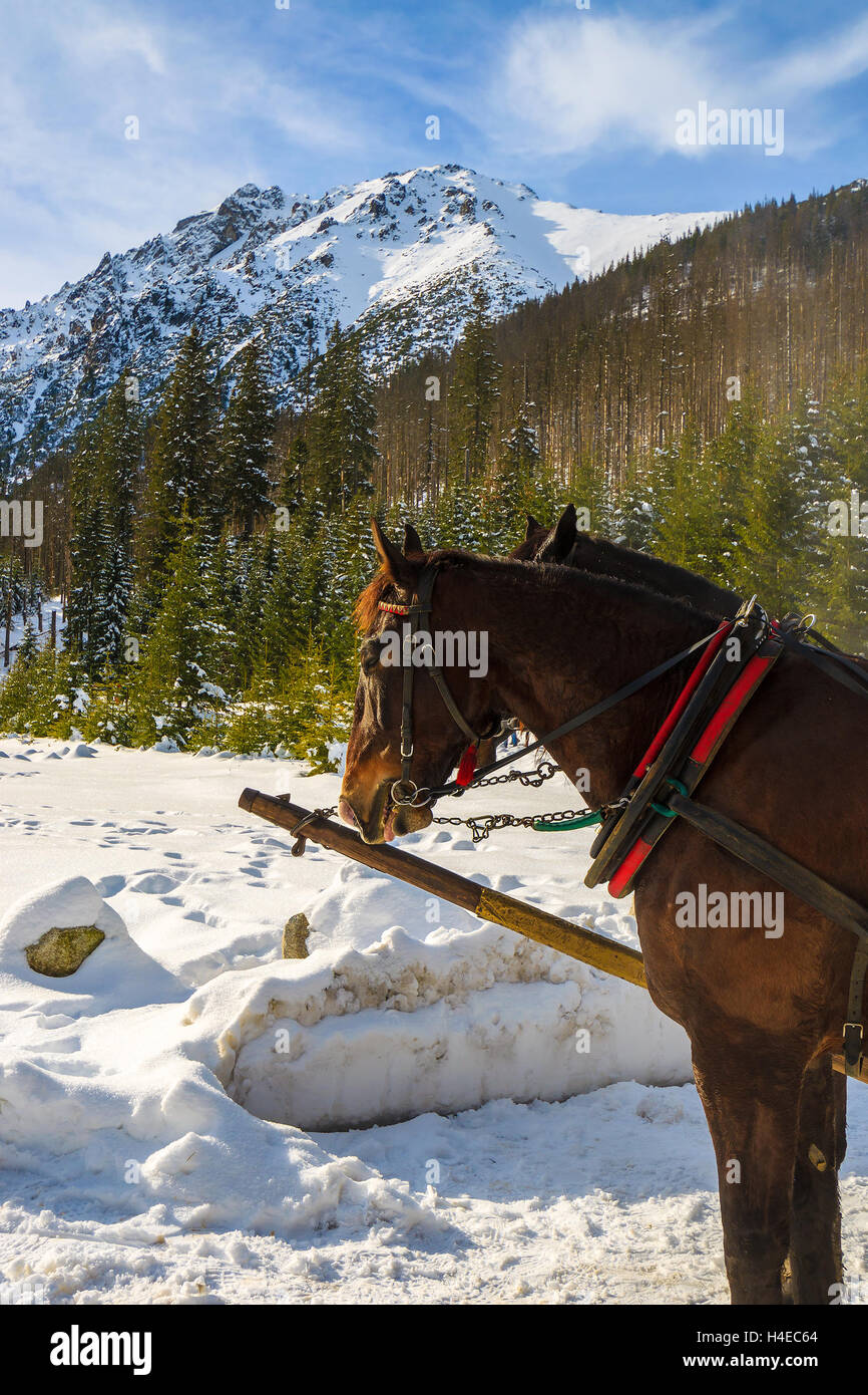 Dos caballos de descanso después de transportar turistas en trineo carruajes a Morskie Oko lago en invierno, las montañas de Tatra, Polonia Foto de stock