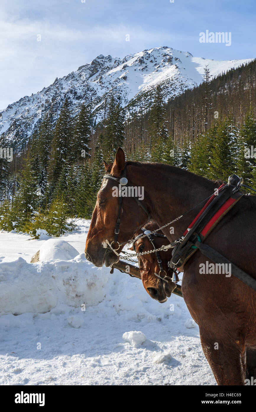 Dos caballos que transportan turistas en trineo carruajes a Morskie Oko lago en invierno, las montañas de Tatra, Polonia Foto de stock