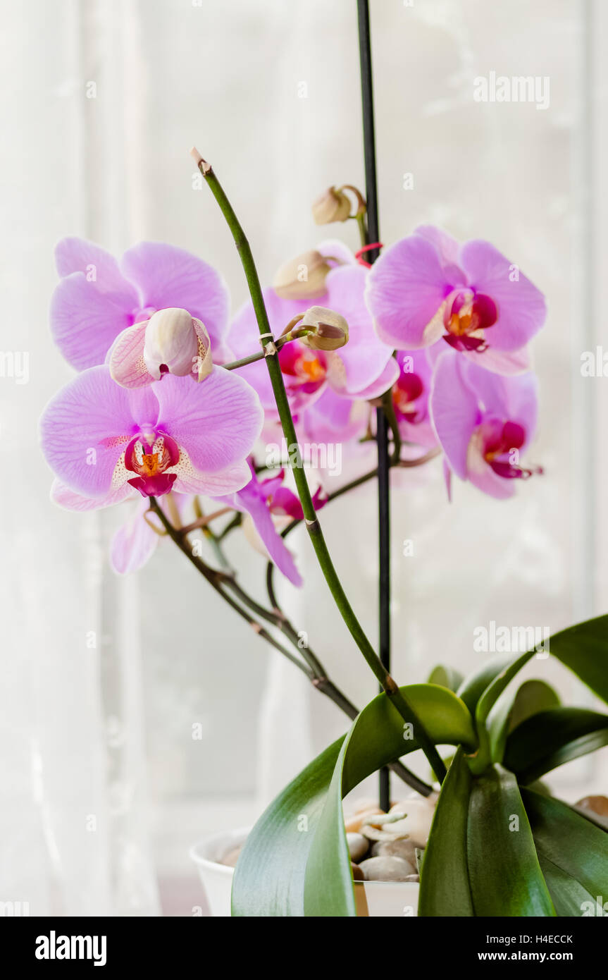 Rosa orquídea Phalaenopsis planta decorativa por la ventana Foto de stock