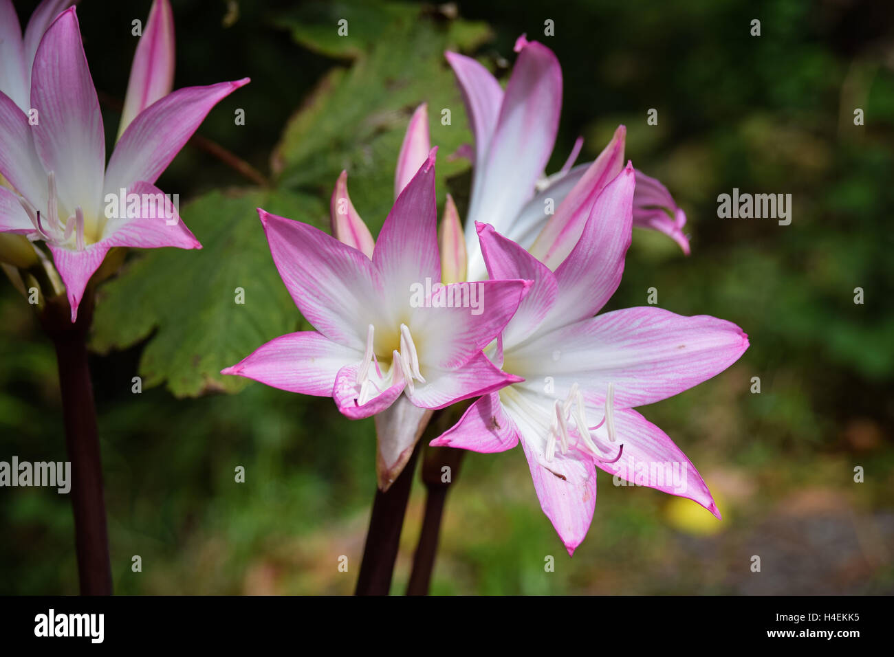 Amaryllis belladonna rosadas y blancas flores que crecen silvestres en  Madeira Fotografía de stock - Alamy