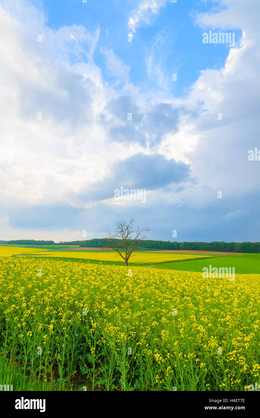 Solitario árbol en campo de flores de colza amarillo y azul cielo, Burgenland, Austria meridional Foto de stock
