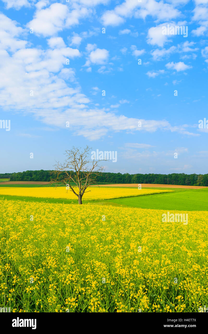 Solitario árbol en campo de flores de colza amarillo y azul cielo, Burgenland, Austria meridional Foto de stock