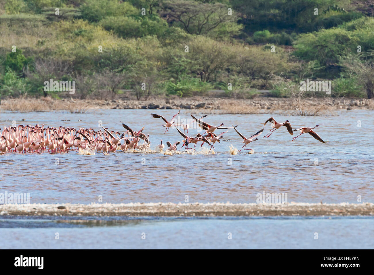 Los Flamencos (Phoenicopteridae) saliendo, Lago Bogoria, Kenia, África Oriental Foto de stock