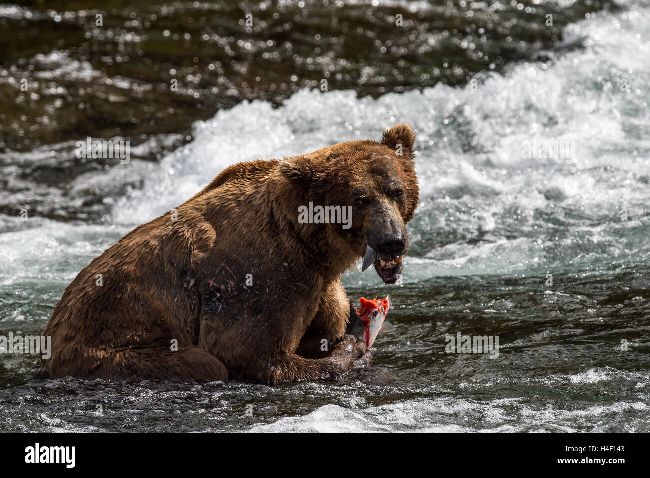 Oso Pardo alimentándose de salmón Brooks River, Parque Nacional Katmai, Alaska Foto de stock