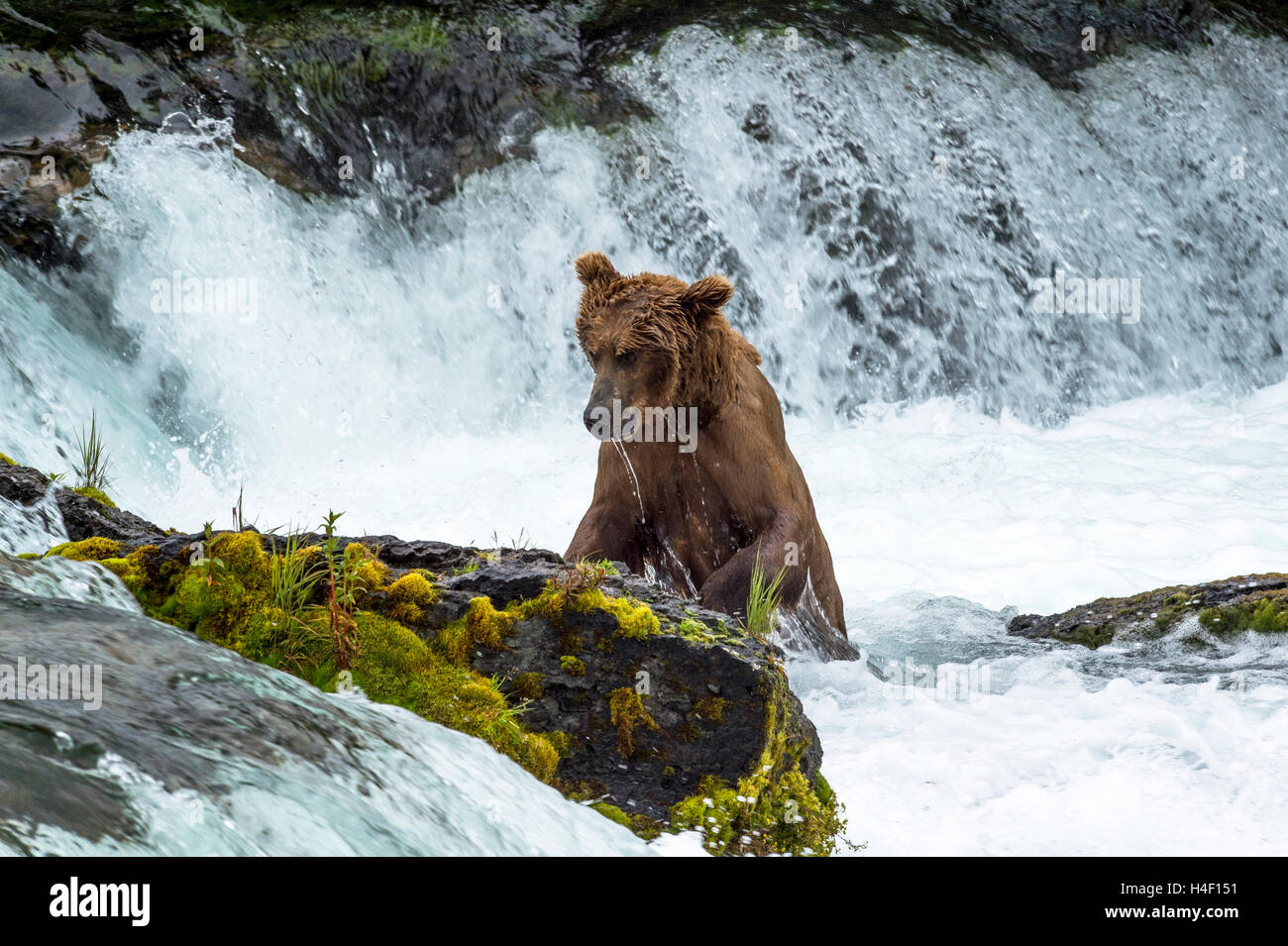 Oso Pardo caza de salmones en el río, los arroyos River, Parque Nacional Katmai, Alaska Foto de stock