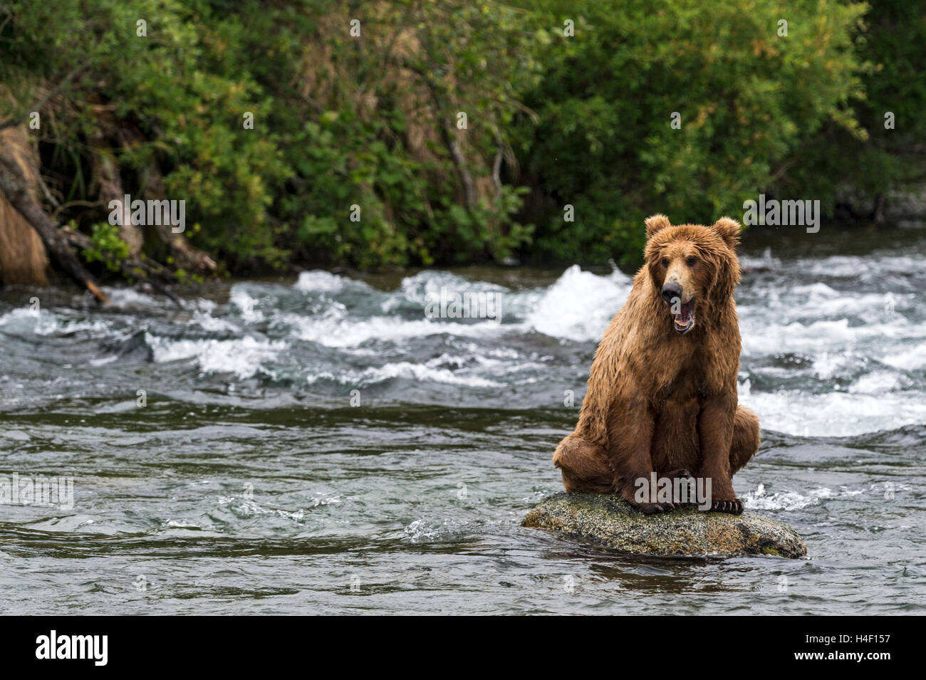 Oso Pardo sentado sobre una roca en el río, los arroyos River, Parque Nacional Katmai, Alaska Foto de stock