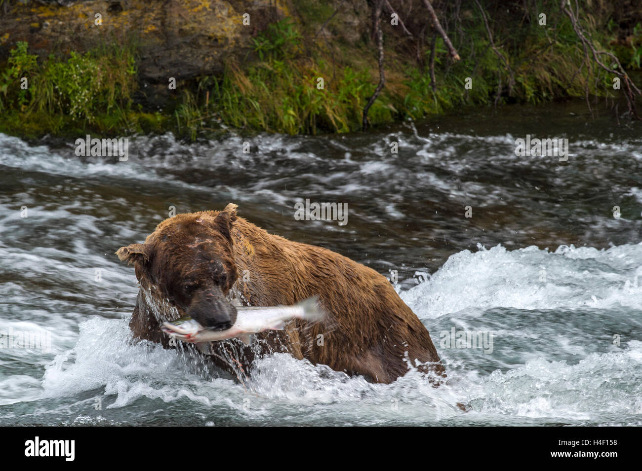 Oso Pardo con el salmón en su boca, Brooks River, Parque Nacional Katmai, Alaska Foto de stock