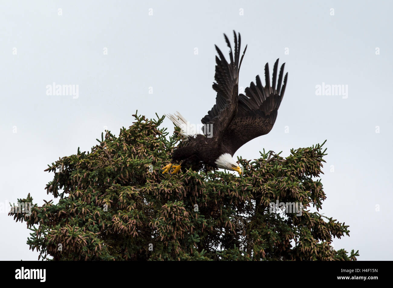 El águila calva despegando desde un árbol, Parque Nacional Katmai, Alaska Foto de stock