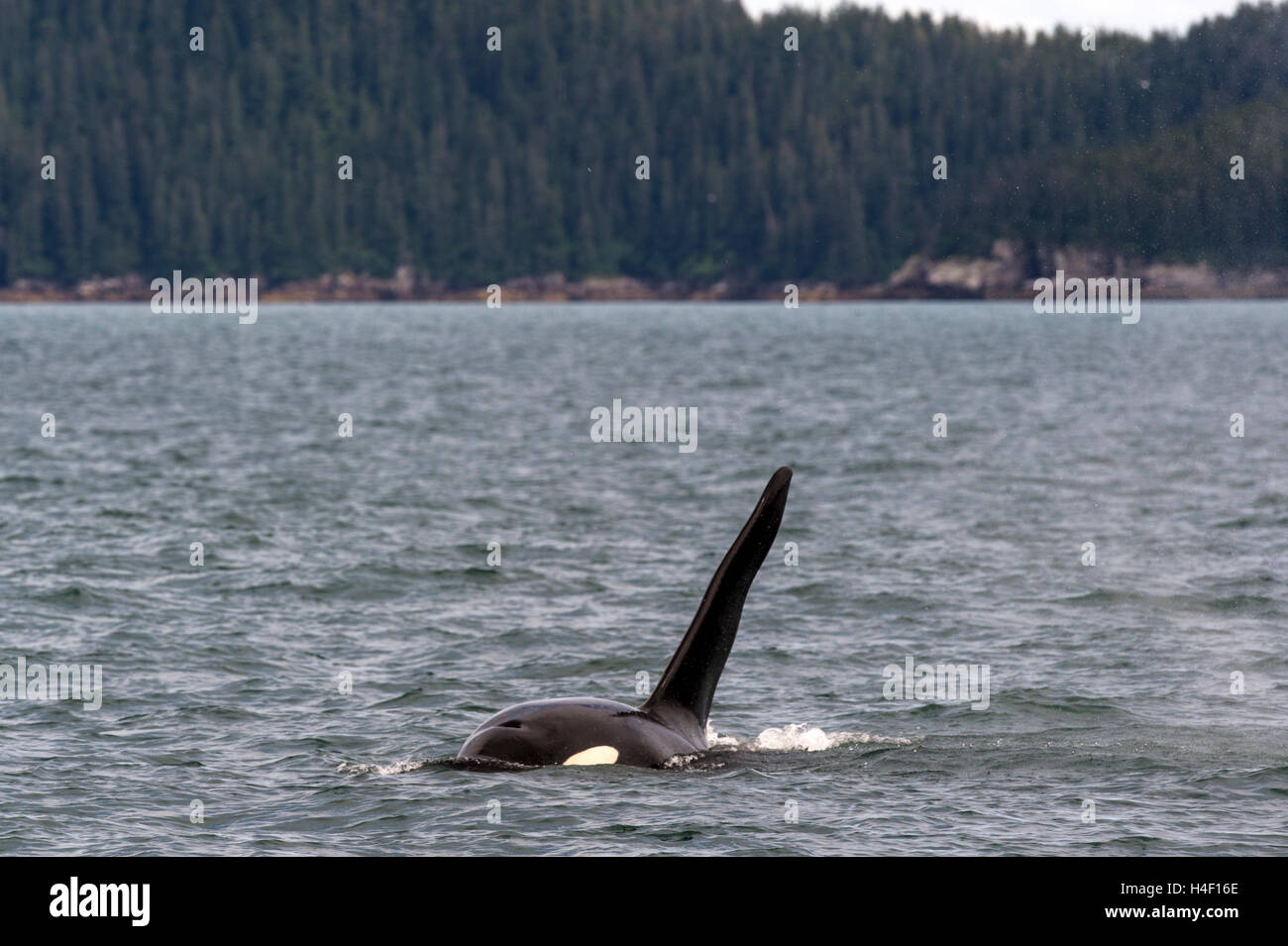 Killer whale o Orca, fiordos de Kenai, Seward, Alaska Foto de stock