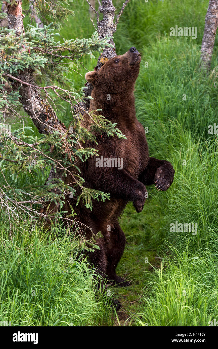 Oso Pardo rascarse la espalda contra un árbol, Brooks River, Parque Nacional Katmai, Alaska Foto de stock