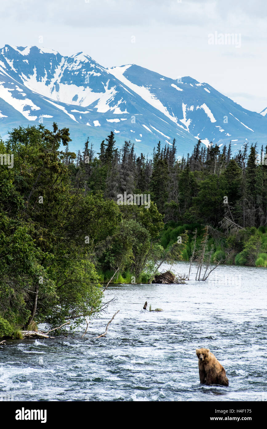 Oso Pardo caminando en el río, los arroyos River, Parque Nacional Katmai, Alaska Foto de stock