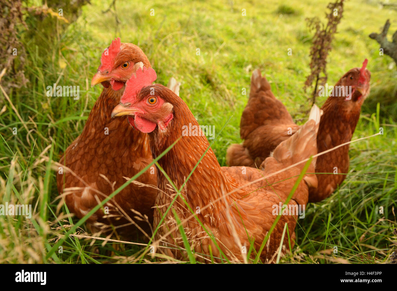 Tres marrón Free Range pollos en pasto largo Foto de stock