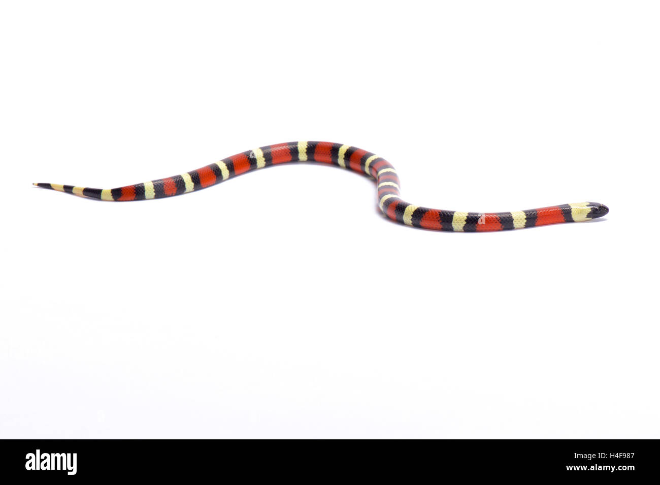 Sinaloan Milk Snake, Lampropeltis triangulum sinaloae, México Foto de stock