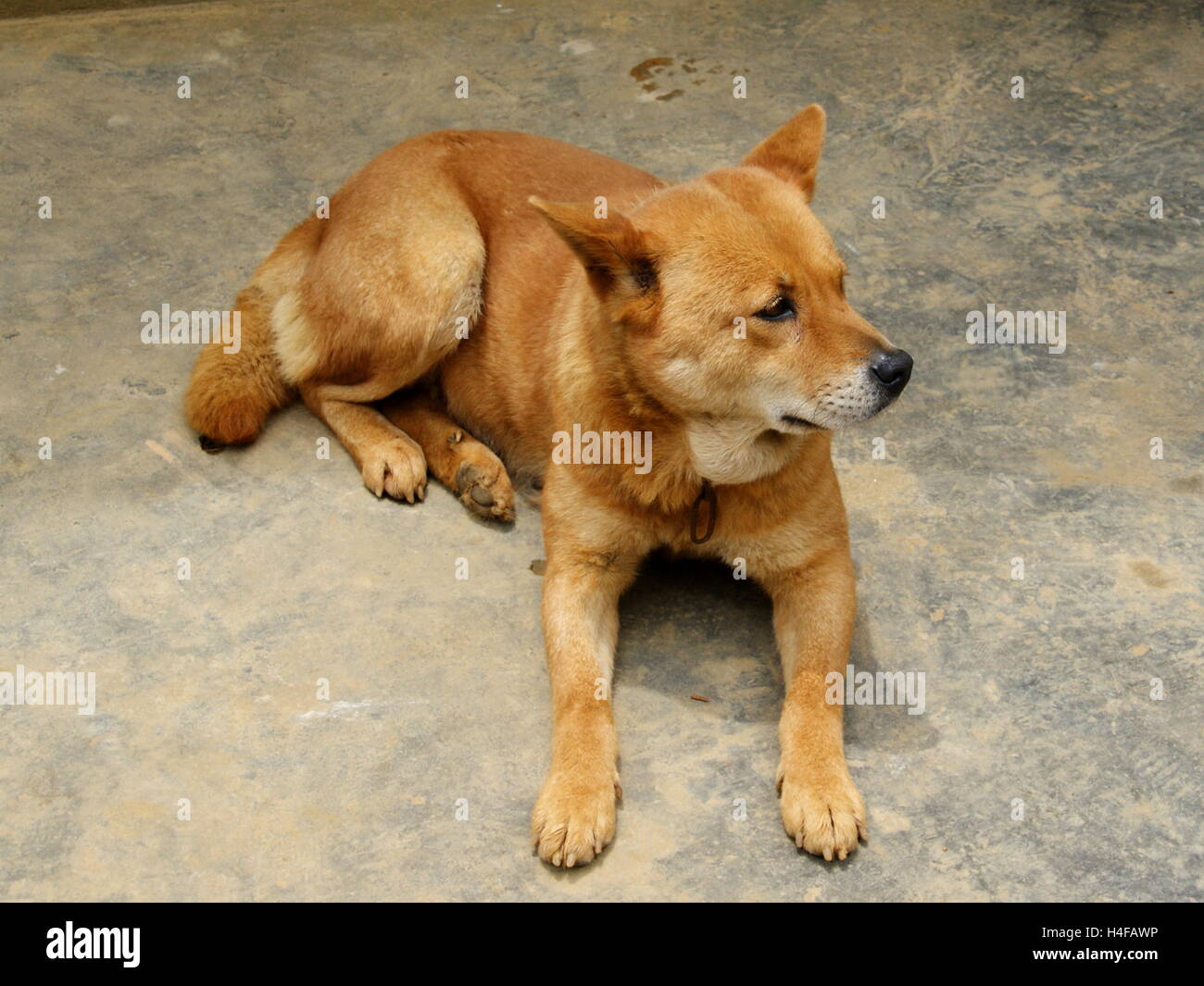 Perro vietnamita. Sapa, Vietnam, provincia de Lao Cai, Asia Foto de stock