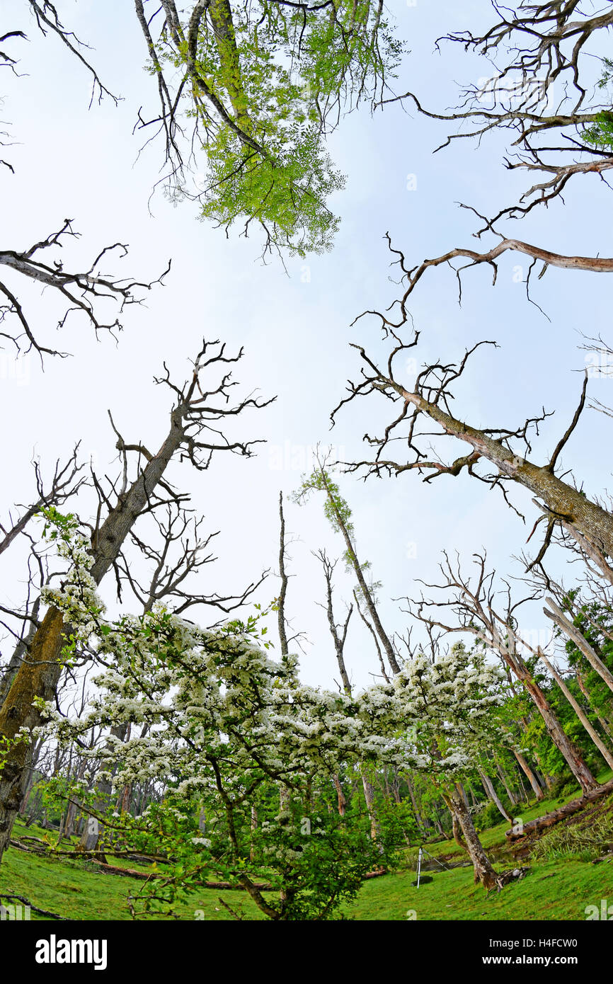 Ángulo amplio panorama de árboles en un bosque de roble muerto Foto de stock