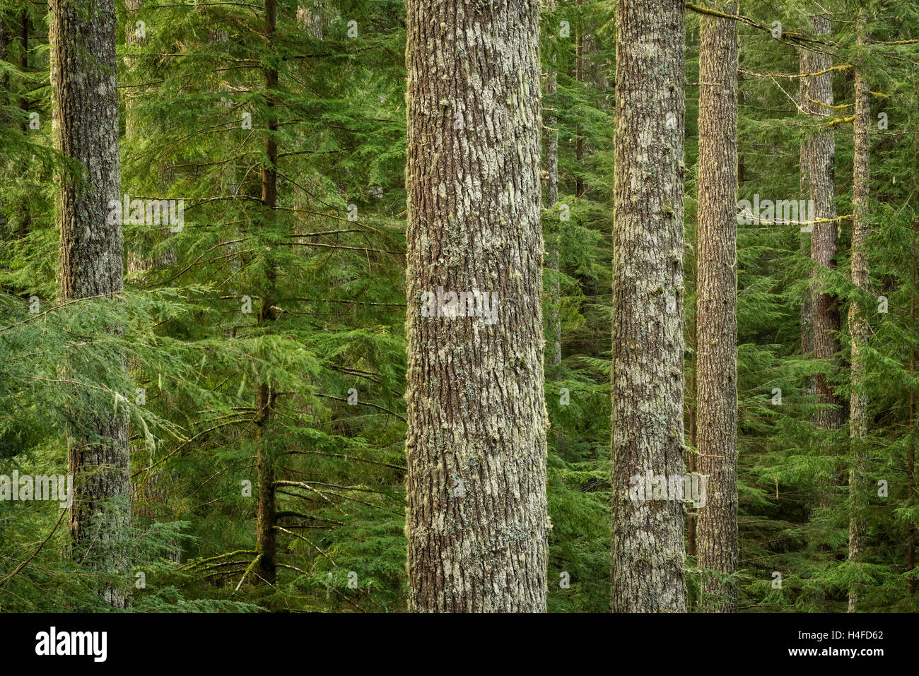 Hemlock Occidental árboles, Elliott State Forest, Coast Range Mountains, Oregon. Foto de stock