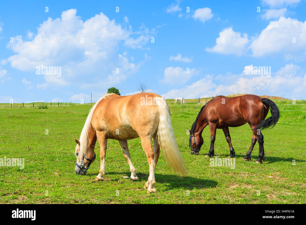 Dos caballos que pastan en la pradera verde en un día soleado de verano, cerca de Cracovia, Polonia Foto de stock