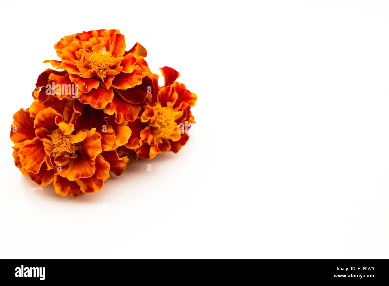 Flores de caléndula comestible fotografías e imágenes de alta resolución -  Alamy