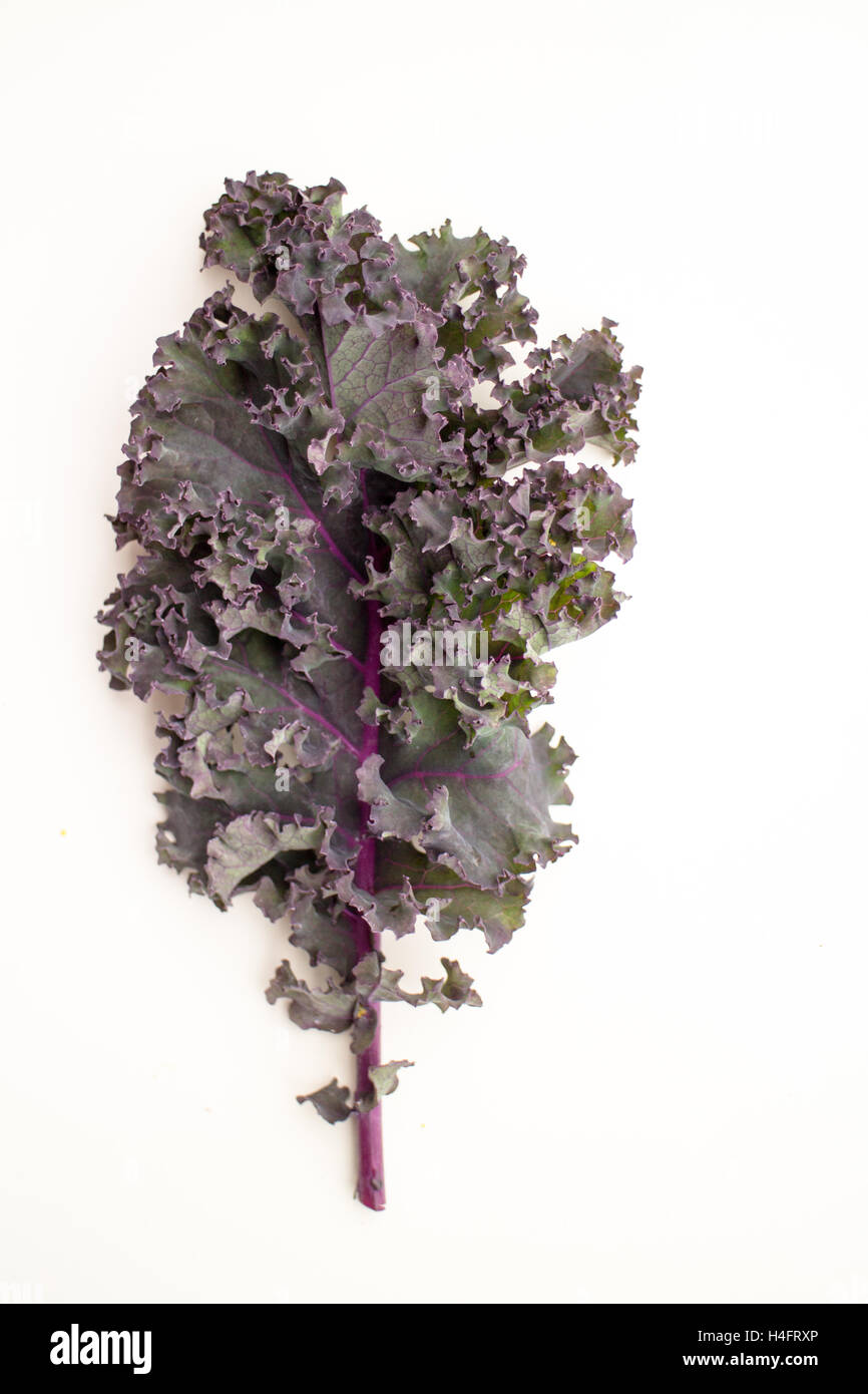 Red Russian Kale, una sola hoja, verde y violeta, hojas, comida inspirada Foto de stock