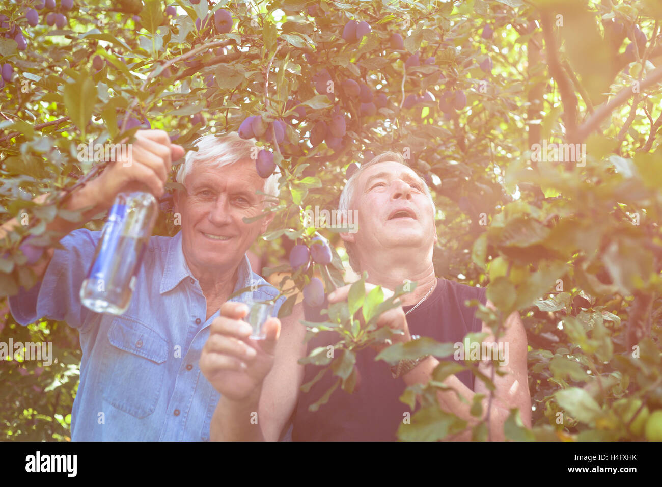 Dos emocionados ancianos con botella de alcohol disfrutar de días soleados al aire libre bajo el ciruelo. Foto de stock