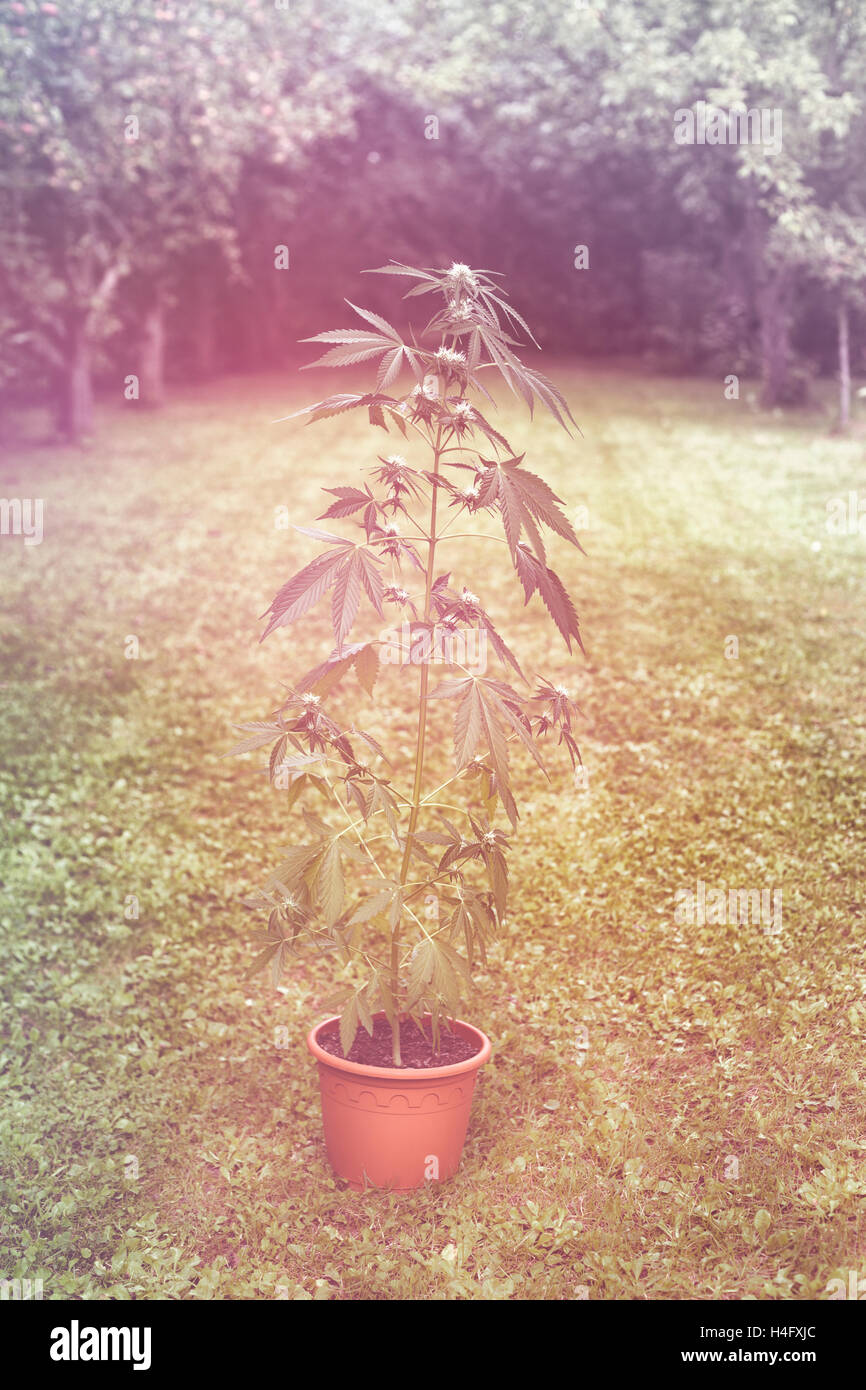 Hembra de cannabis planta en maceta al aire libre en el jardín, indica híbridas dominantes en la etapa de floración. Foto de stock