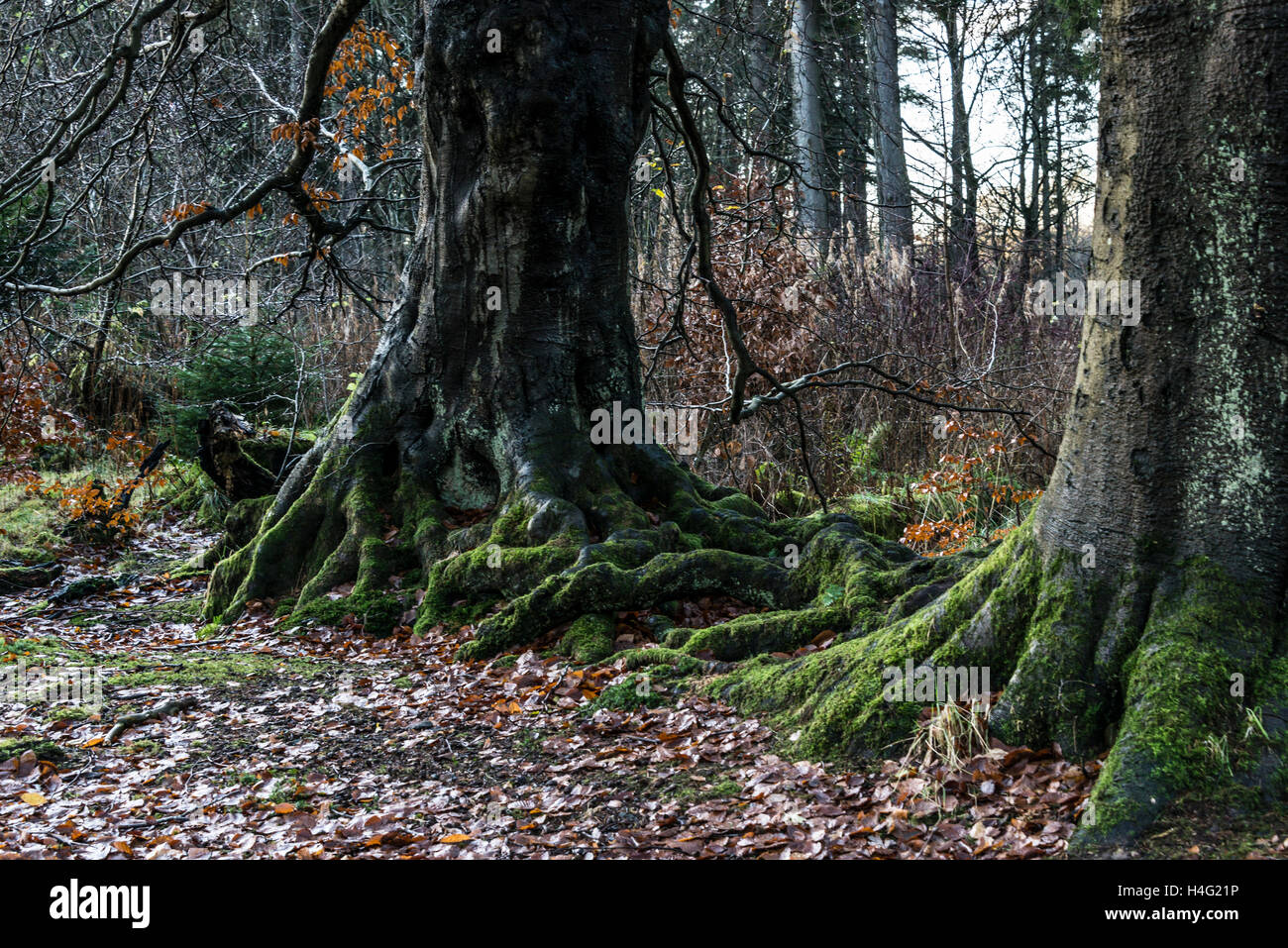 Anudadas, nudosas raíces de árboles Foto de stock