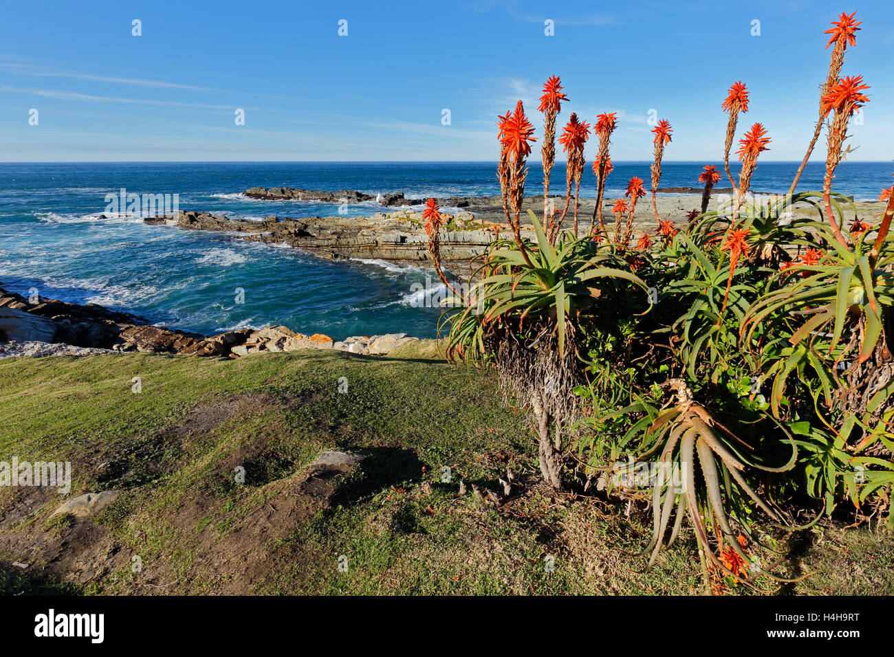 Costa escénica con flores de aloe, Garden Route National Park, Sudáfrica Foto de stock